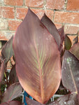 Canna Wyoming - AGM - Champion Plants
