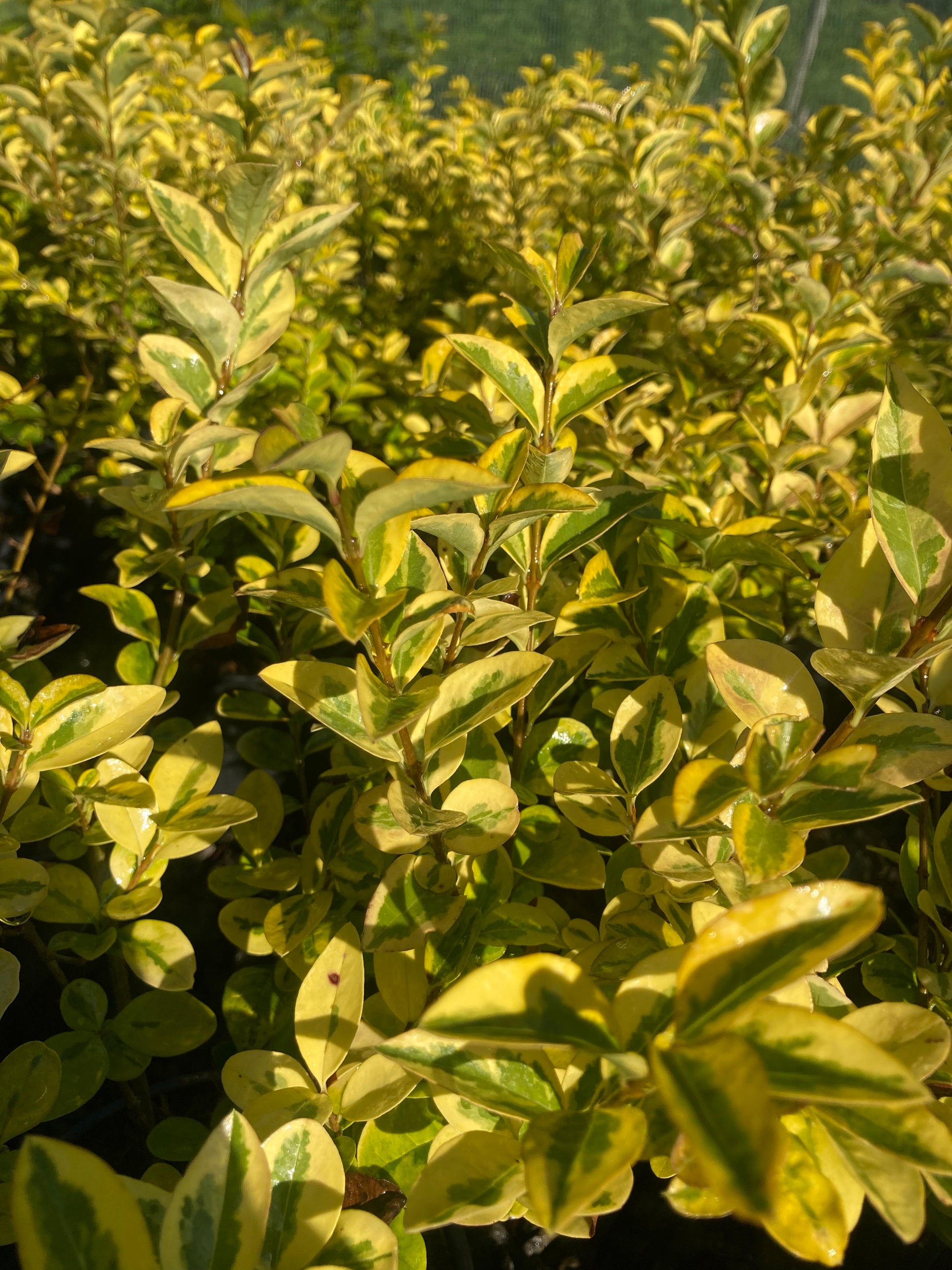 Ligustrum oval. Aureum - Champion Plants
