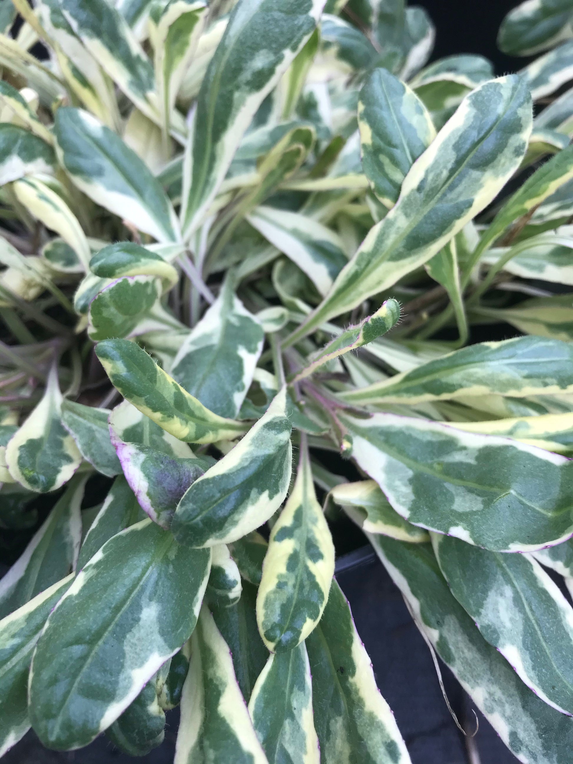 Senecio polyodon Sandra (Variegata) - Champion Plants
