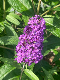 Buddleja (Buddleia) davidii Adonis Blue - Champion Plants