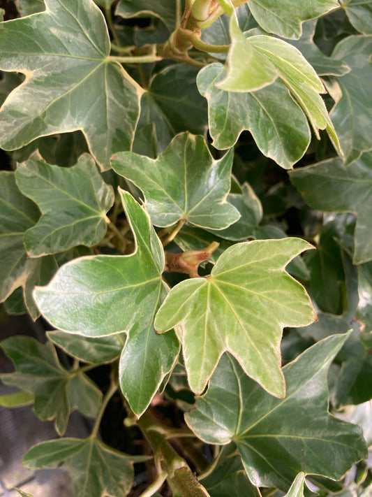 Fatshedera Lizei Variegata - AGM - Champion Plants