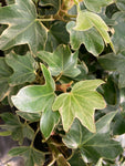 Fatshedera Lizei Variegata - AGM - Champion Plants