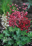 Heuchera Bressingham Hybrids - Champion Plants