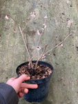 Abeliophyllum distichum Roseum - Champion Plants