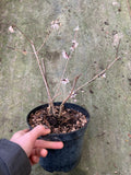 Abeliophyllum distichum Roseum - Champion Plants