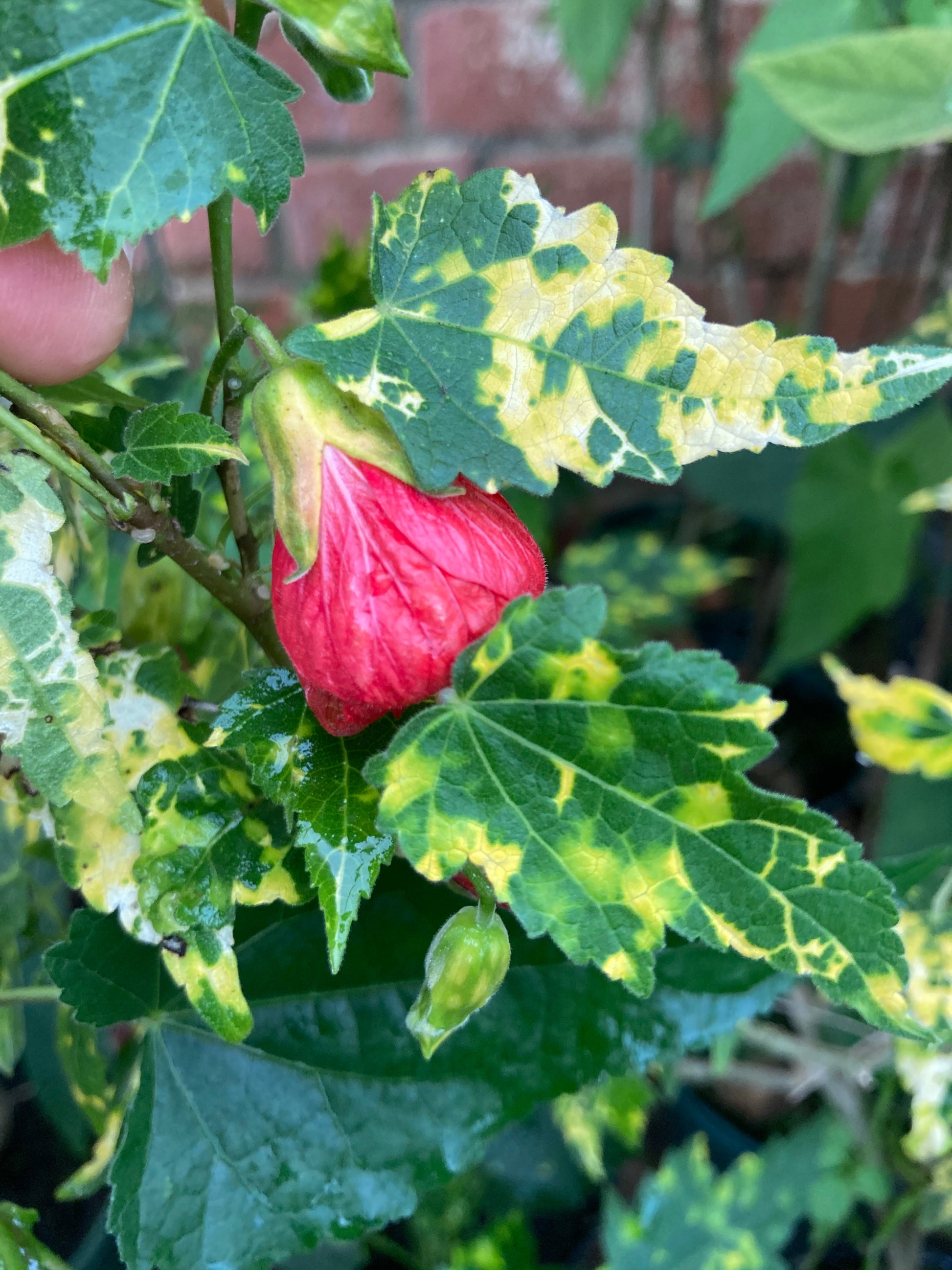 Abutilon Cannington Carol - AGM - Champion Plants