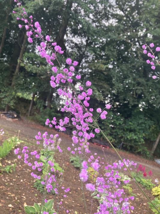 Thalictrum delavayi Hewitt’s Double - Champion Plants