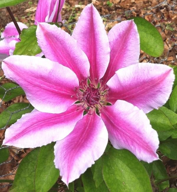 Clematis Nelly Moser - AGM - Champion Plants