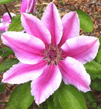 Clematis Nelly Moser - AGM - Champion Plants