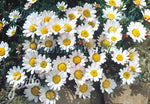Anacyclus Silver kisses - Champion Plants