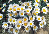 Anacyclus Silver kisses - Champion Plants