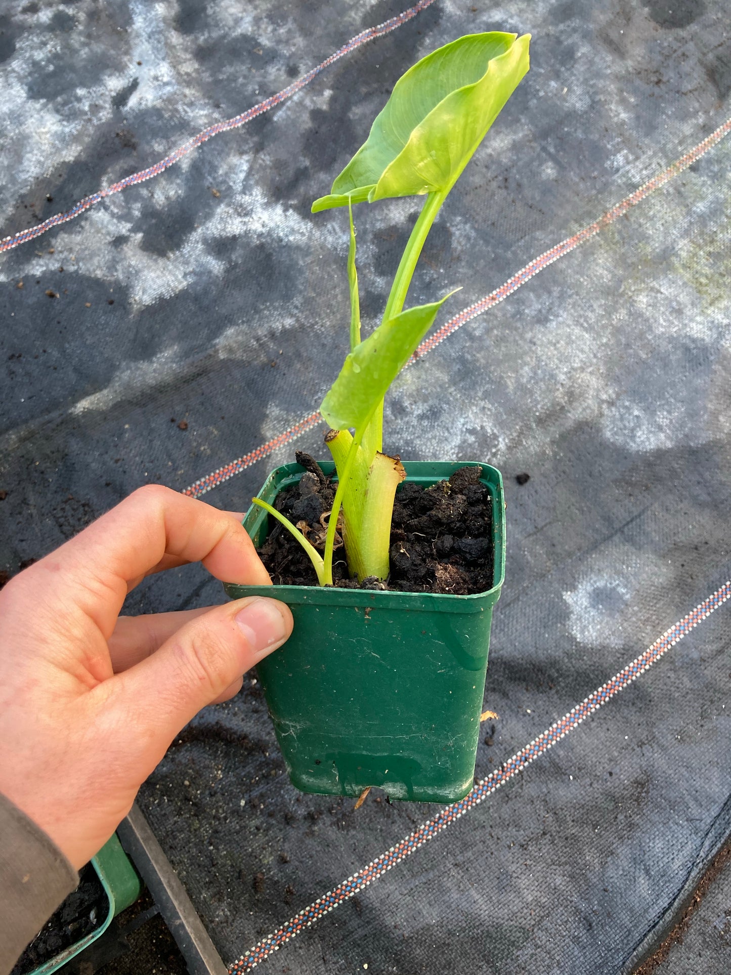 Zantedeschia aethiopica (Arum Lily Calla Lily) - Champion Plants