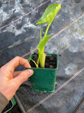 Zantedeschia aethiopica (Arum Lily Calla Lily) - Champion Plants