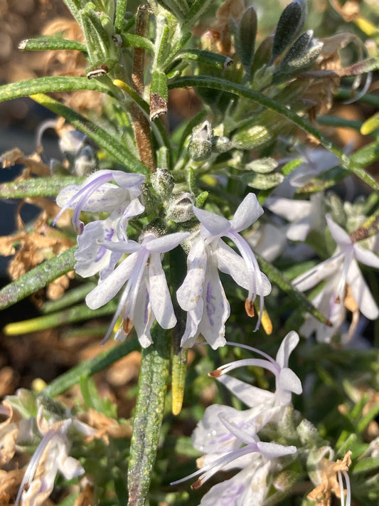 Rosmarinus officinalis Miss Jessop's Upright - AGM - Champion Plants