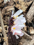 Abeliophyllum distichum Roseum - Champion Plants