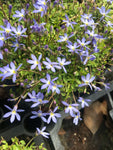Isotoma Fairey Carpet - Champion Plants