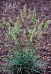 Koeleria vallesiana Mountain Breeze - Champion Plants