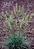 Koeleria vallesiana Mountain Breeze - Champion Plants