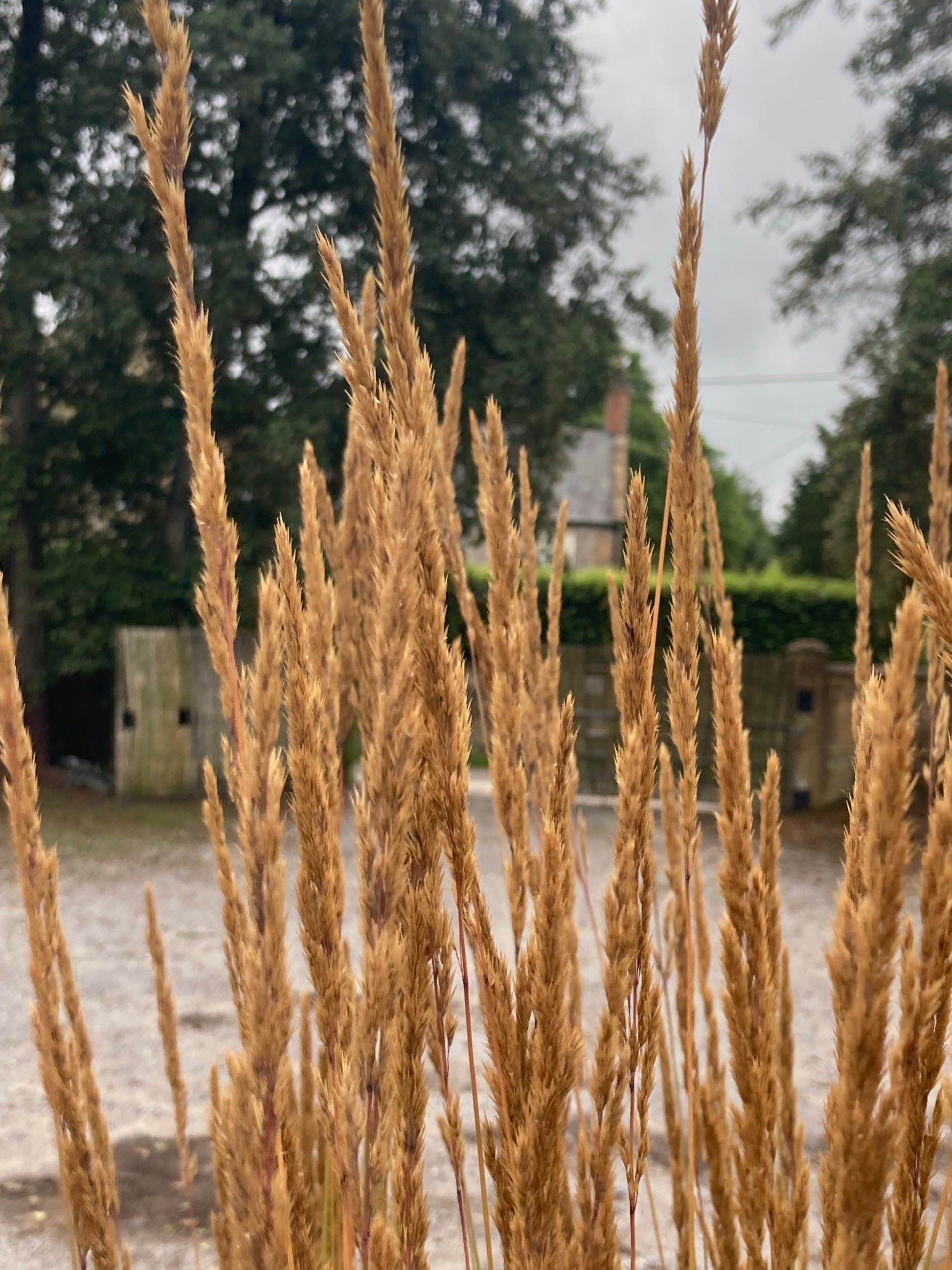 Calamagrostis × acutiflora 'Karl Foerster' - AGM - Champion Plants