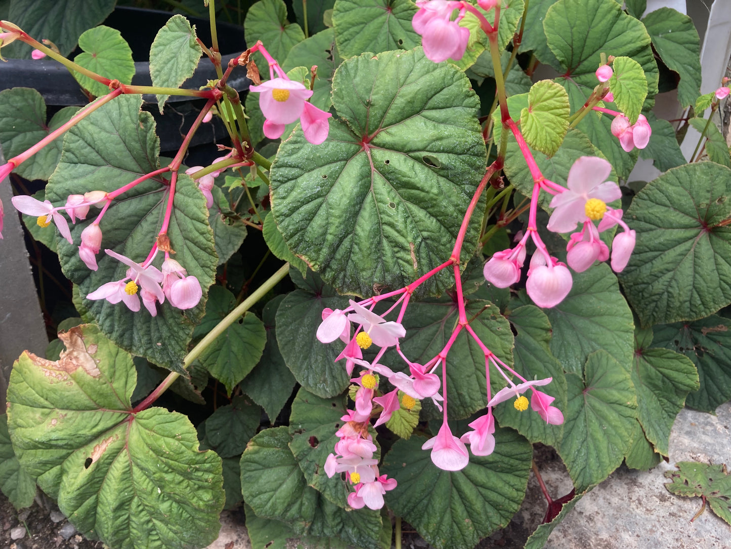 Begonia evansiana - Champion Plants