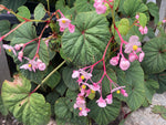 Begonia evansiana - Champion Plants