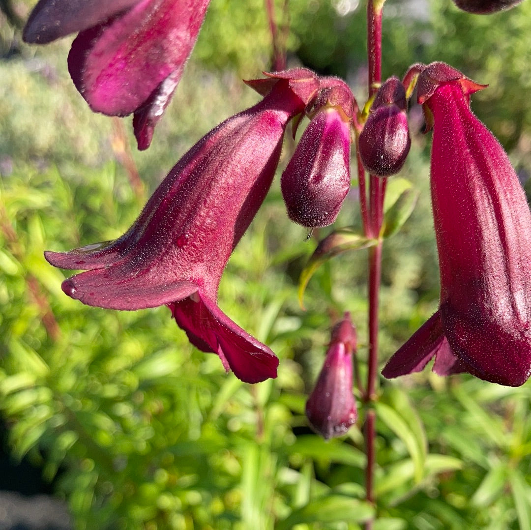 Penstemon Pensham Plum Jerkum - Champion Plants