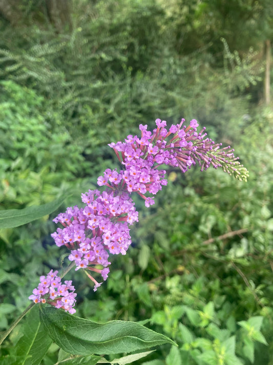 Buddleja (Buddleia) davidii Fortune - Champion Plants