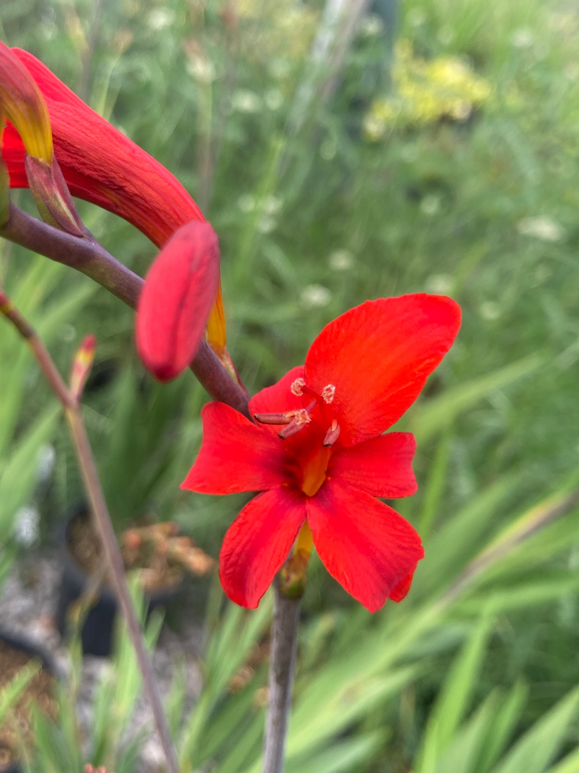 Crocosmia Lucifer - AGM - Champion Plants