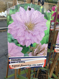 Clematis Belle of Woking - Champion Plants