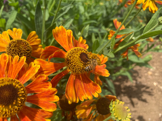 Helenium Waltraut - AGM - Champion Plants