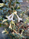 Osmanthus x delavayi - Champion Plants