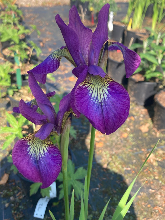 Iris sibirica Sparkling Rosé - Champion Plants
