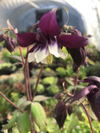 Aquilegia vulgaris Golden Guiness - Champion Plants