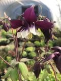 Aquilegia vulgaris Golden Guiness - Champion Plants