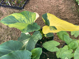Zantedeschia aethiopica 'Pershore Fantasia' (Arum Lily) - Champion Plants