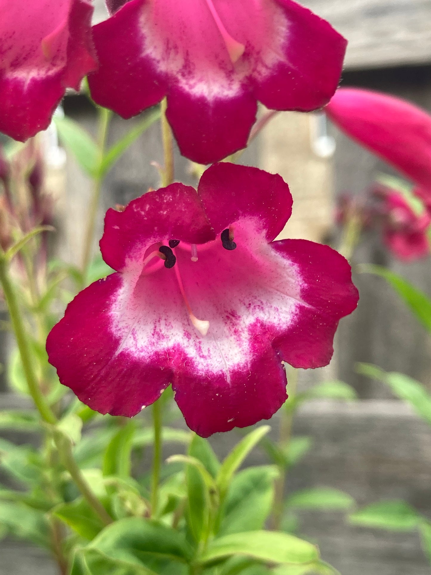 Penstemon Amelia Jane - Champion Plants