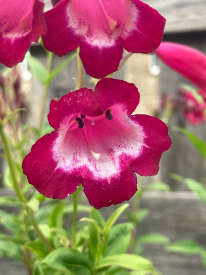 Penstemon Amelia Jane - Champion Plants