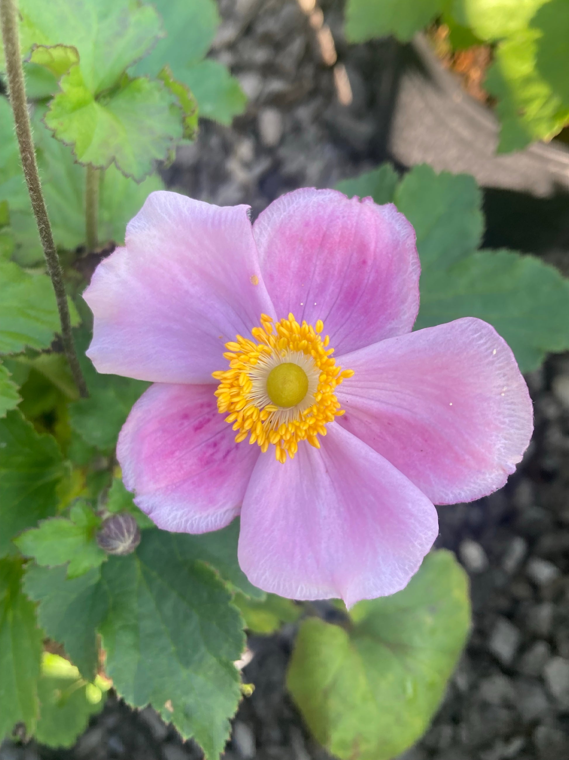 Anemone hupehensis 'September Charm' - AGM - Champion Plants