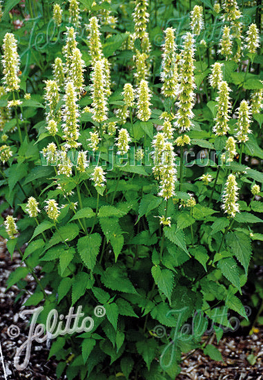 Agastache rugosa Liquorice White - Champion Plants