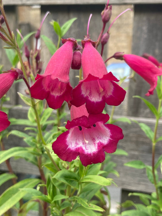 Penstemon Amelia Jane - Champion Plants