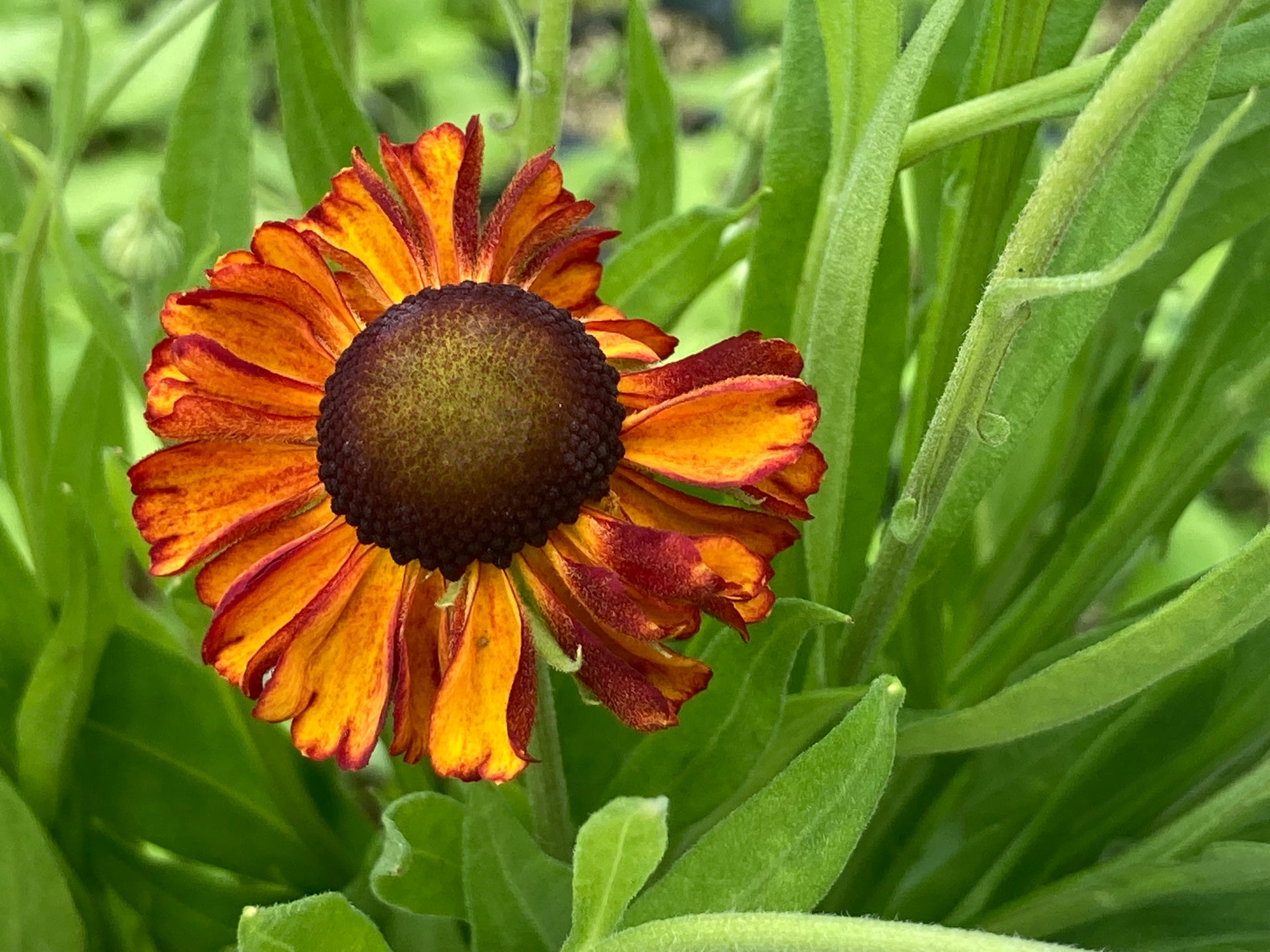 Helenium Red Army - Champion Plants