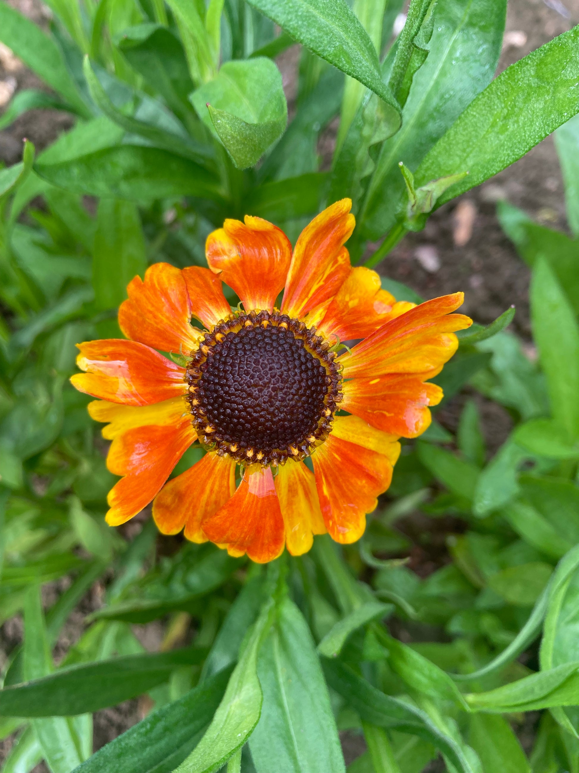 Helenium Sahin's Early Flowerer - AGM - Champion Plants