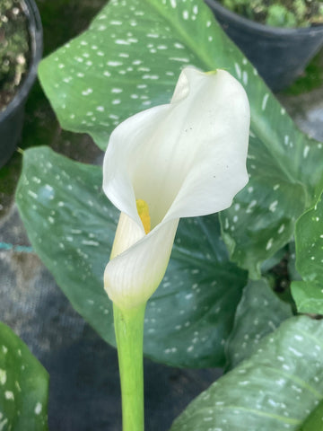 Zantedeschia albomaculata (Arum Lily Calla Lily) - Champion Plants