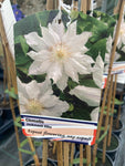 Clematis Jackmanii Alba - Champion Plants