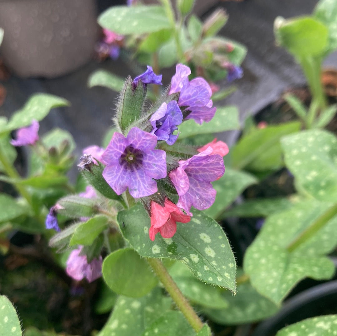 Pulmonaria Dora Bielefeld - Champion Plants