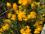 Ulex europaeus Flore Pleno - Champion Plants