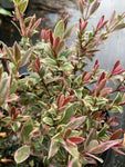 Ugni molinae 'flambeau' - Champion Plants