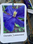 Clematis Lawsoniana - Champion Plants