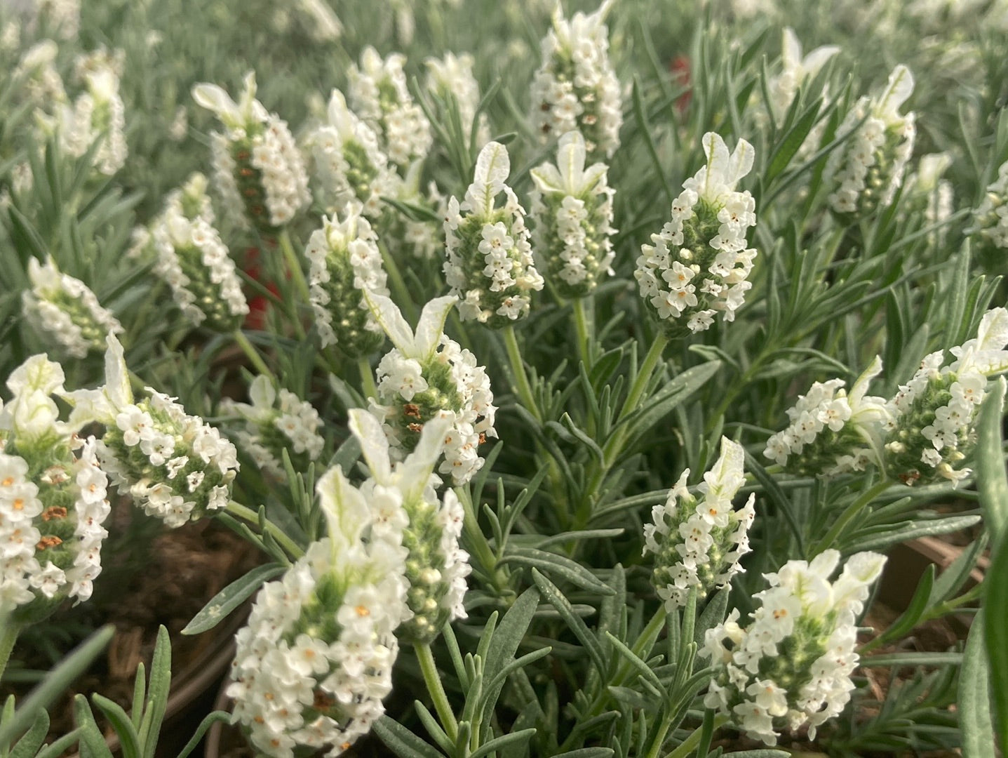 Lavandula Devon Compact White - Champion Plants