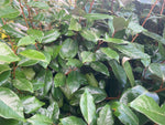 Elaeagnus x ebbingei - Champion Plants